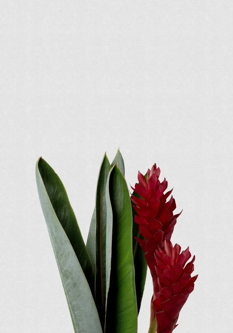 Fiore rosso pellicola backlit da Orara Studio
