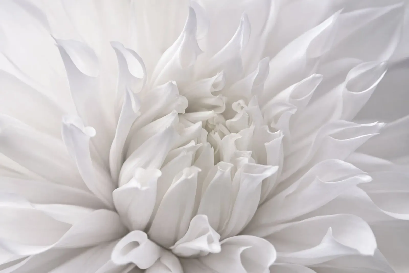 Dalia alluminio dibond da Atteloi