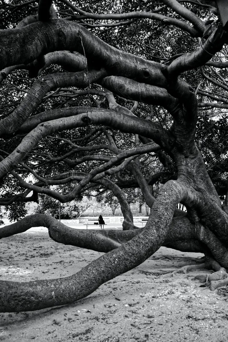 Old tree pellicola backlit da Fjöllart