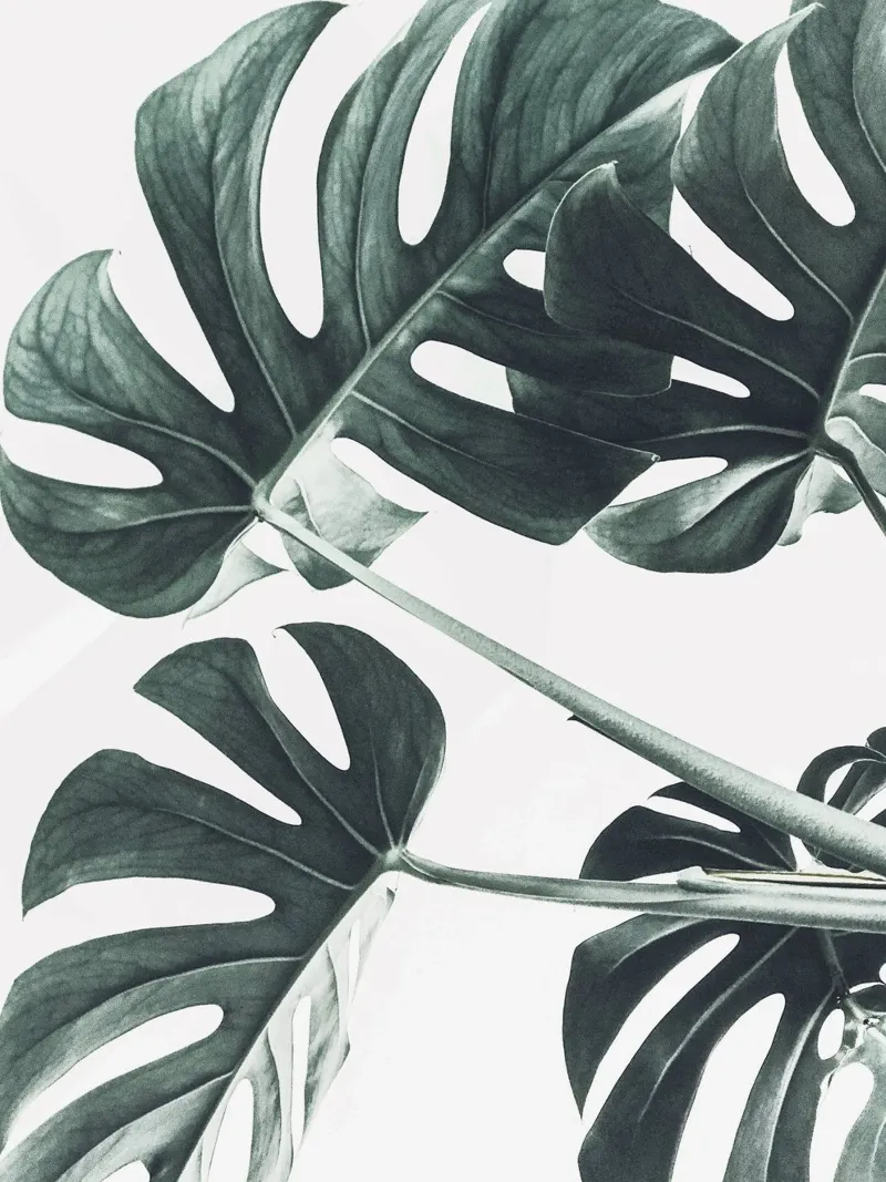 Foglie di Monstera - Design botanico minimalista pellicola backlit da Whole©