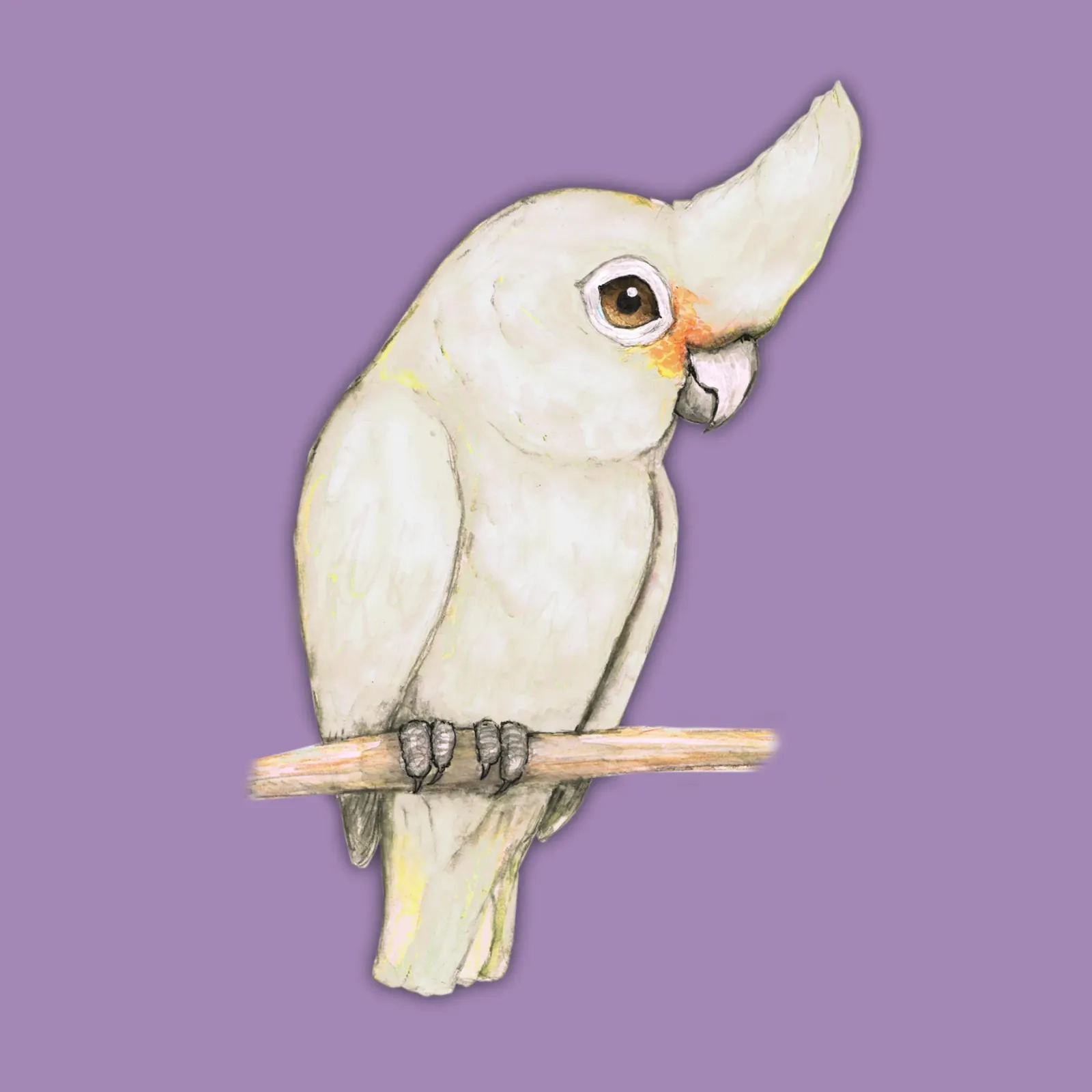 L'acquerello di un simpatico cacatua di Goffin plexiglass da BwiseLizzy