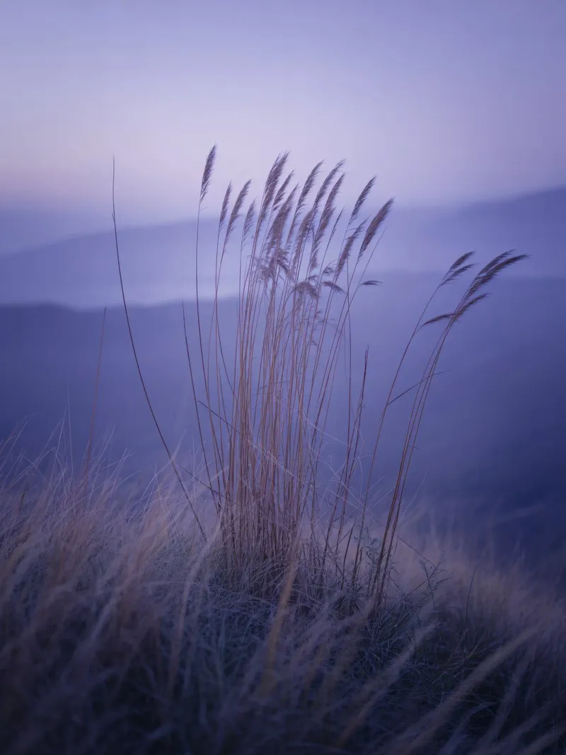 Hierbas al viento bajo una relajante luz violeta metacrilato de Plain Thoughts