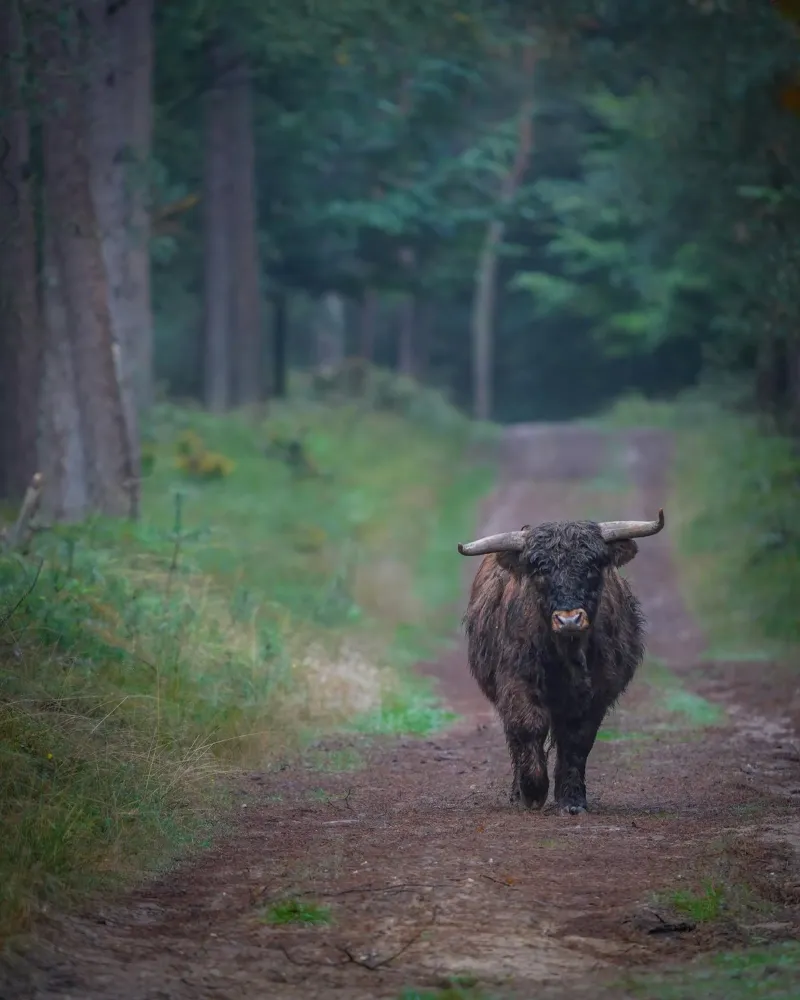 Mucca delle Highlands carta hahnemühle da Tom's Wildlife