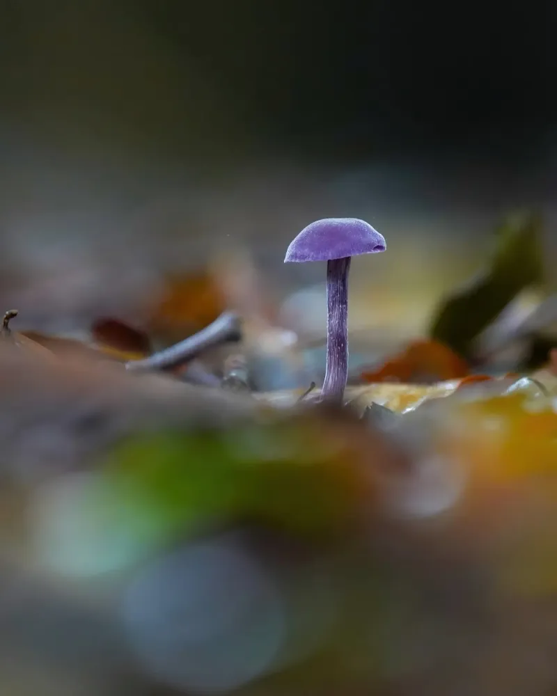 Funghi nella foresta pellicola backlit da Tom's Wildlife
