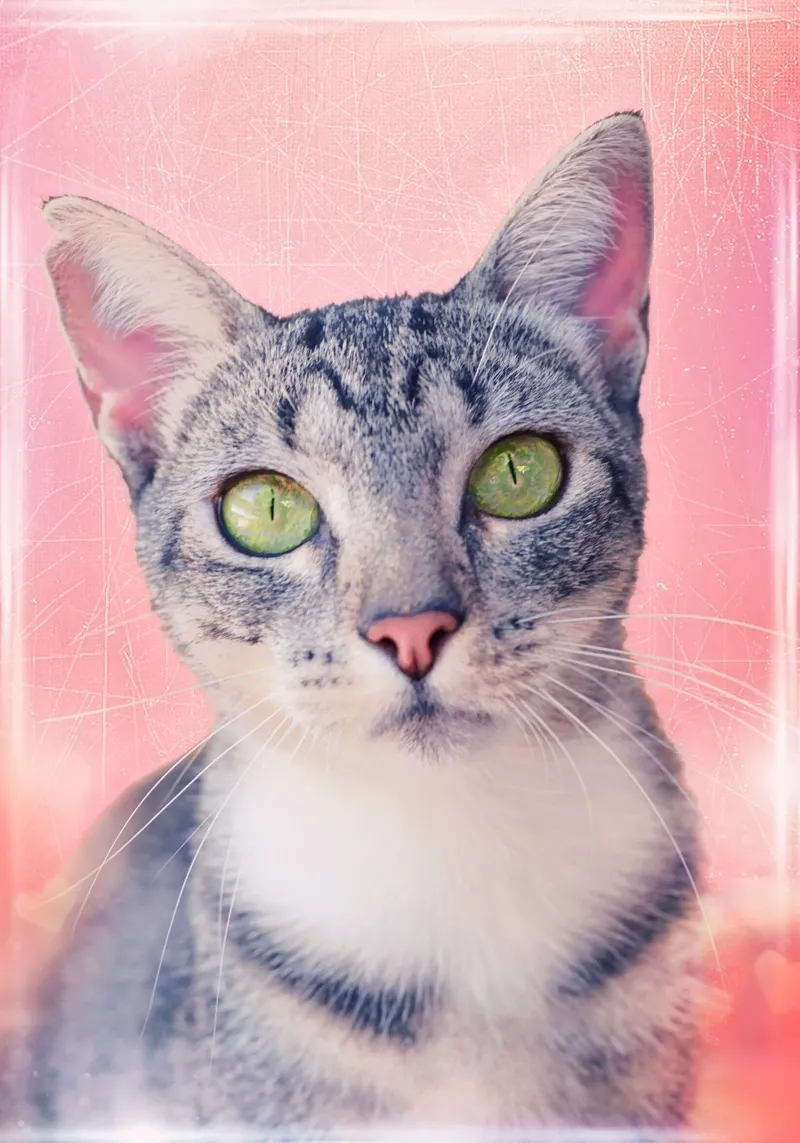 Kat met groene appelogen canvas met Baklijst van Eva Nev Photography
