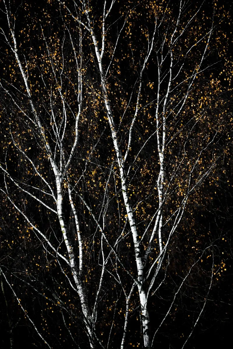 Birch Trees 3 poster da Mareike Böhmer Photography
