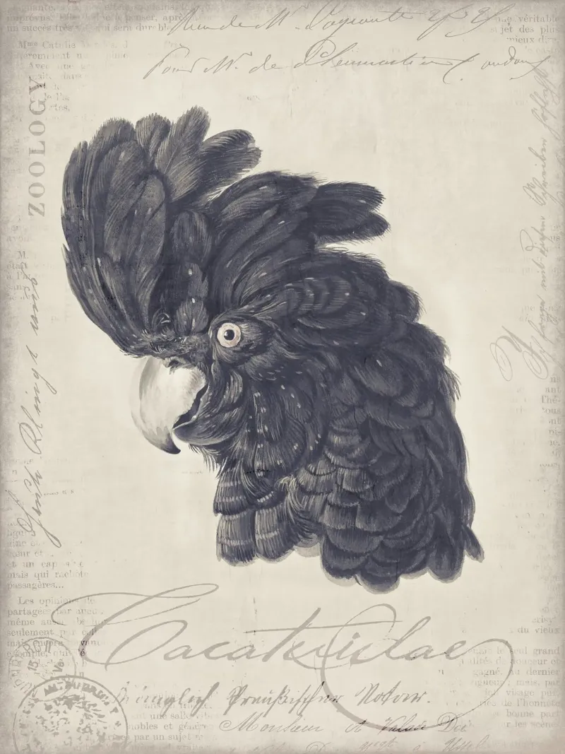 Ritratto di cacatua nero poster con telaio in legno da Andrea Haase Vintage World