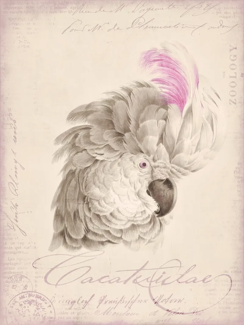 Ritratto di cacatua pellicola backlit da Andrea Haase Vintage World