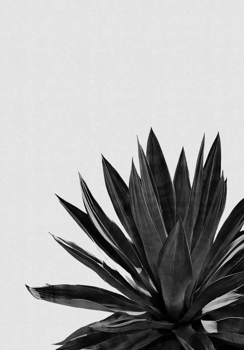Cactus Agave bianco e nero pellicola backlit da Orara Studio
