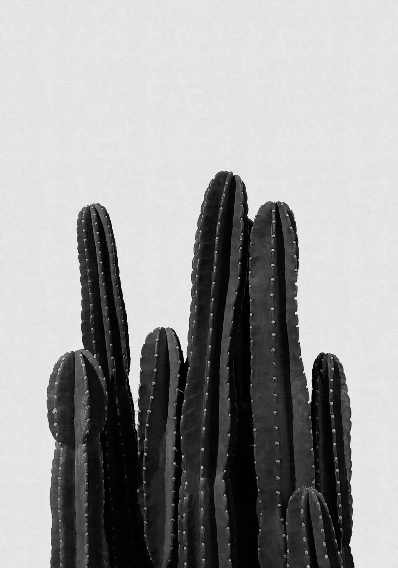 Cactus in bianco e nero pellicola backlit da Orara Studio