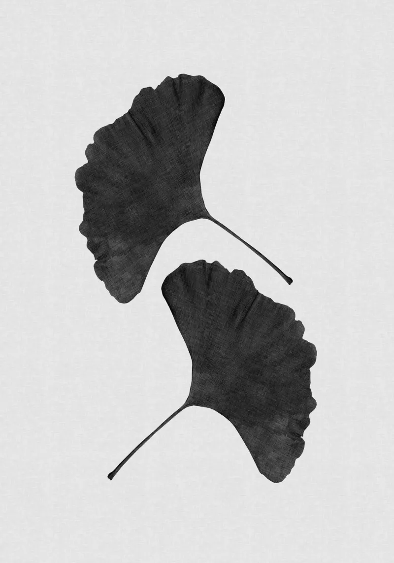 Foglia di ginkgo in bianco e nero II pellicola backlit da Orara Studio