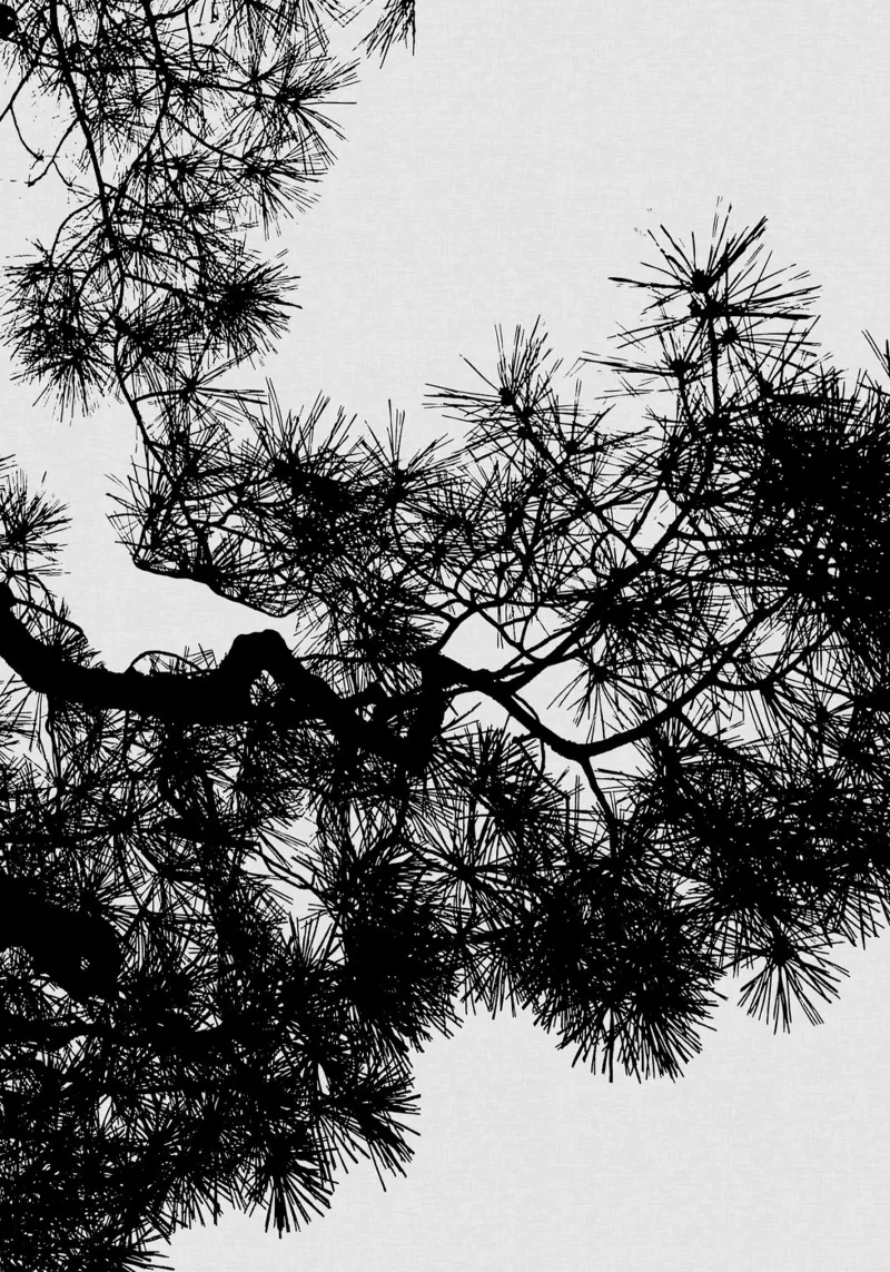 Albero di pino in bianco e nero pellicola backlit da Orara Studio