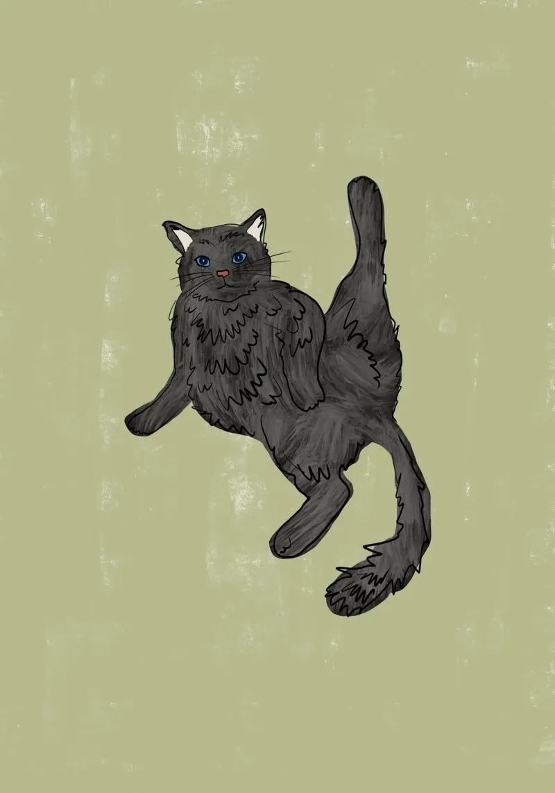 Gatto nero poster con telaio in plastica da Orara Studio