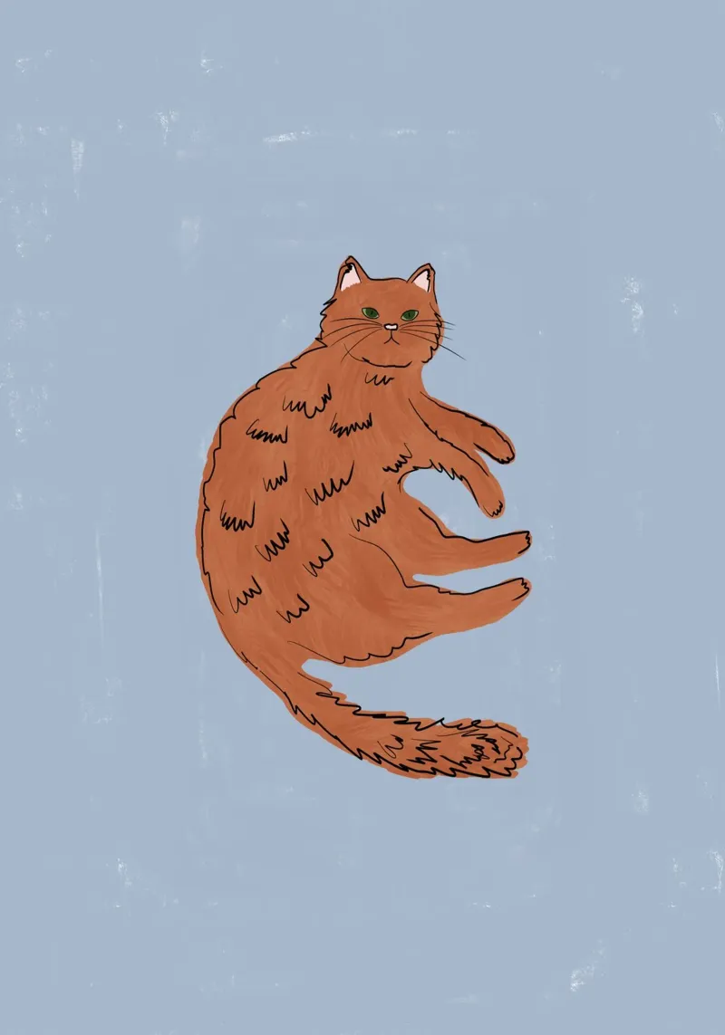 Ginger Cat pellicola backlit da Orara Studio