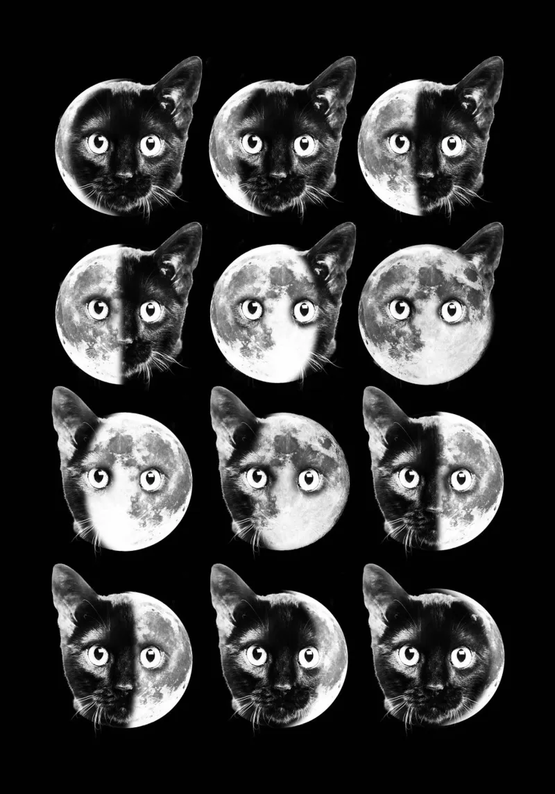 Cat Moon phases poster con telaio in legno da Dikhotomy