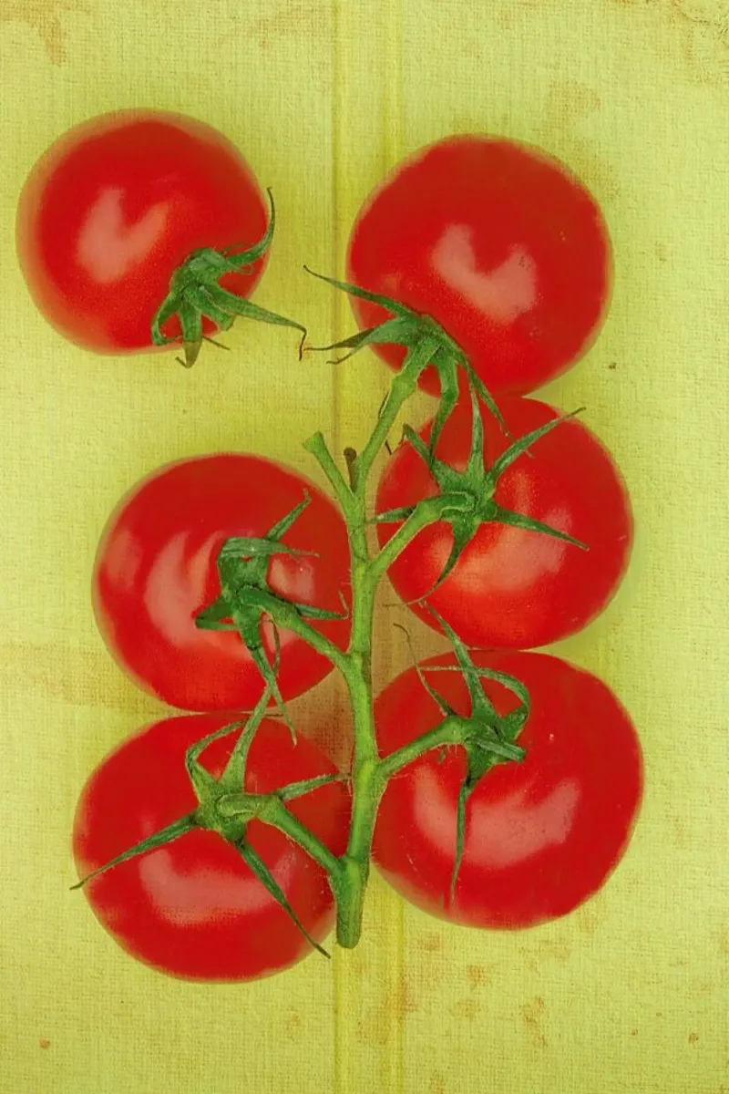 Big Tomatoes pellicola backlit da Keri Bevan