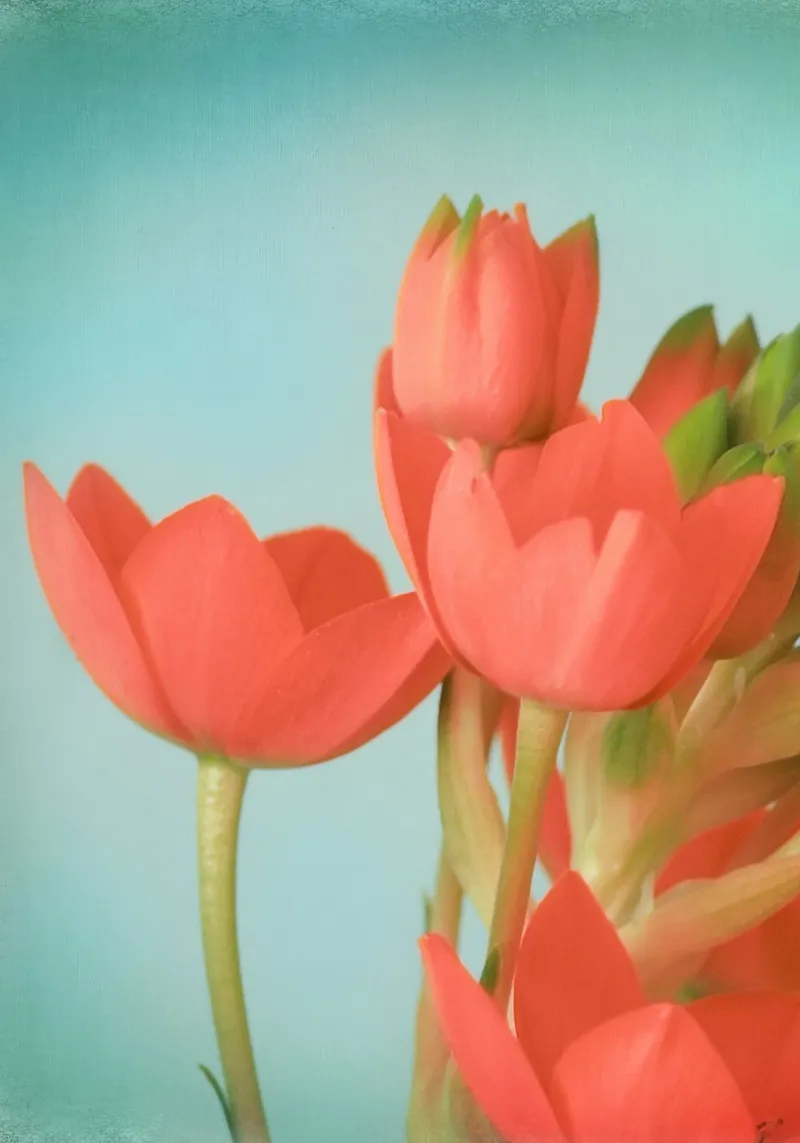 Korallenblumen Acryl-Glas von Eva Nev Photography