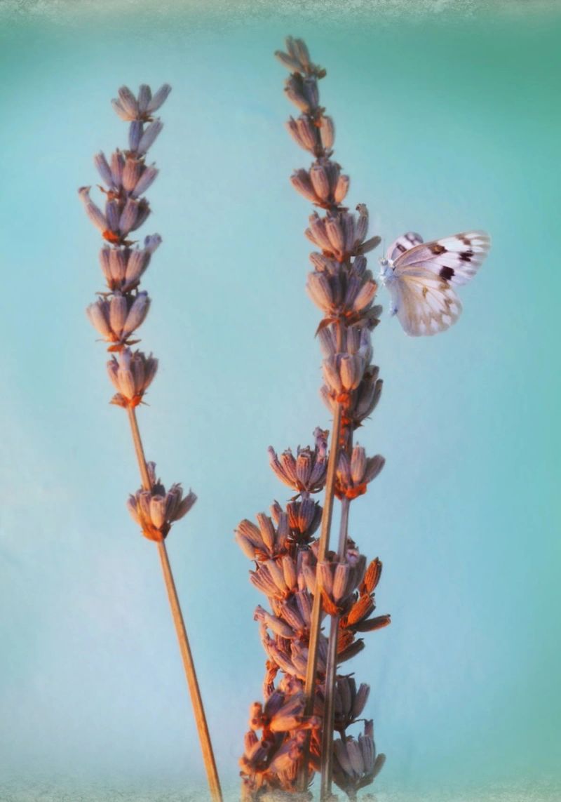 Lavendel Poster von Eva Nev Photography