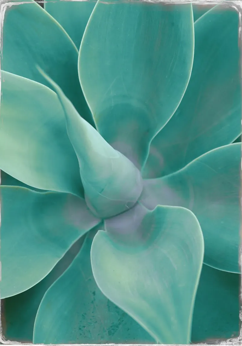 Cactus turchese pellicola backlit da Eva Nev Photography