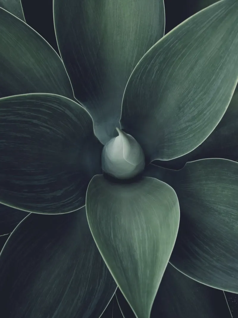 Abstracte natuur - ontwerp met groene bladeren canvas met Baklijst van Whole©