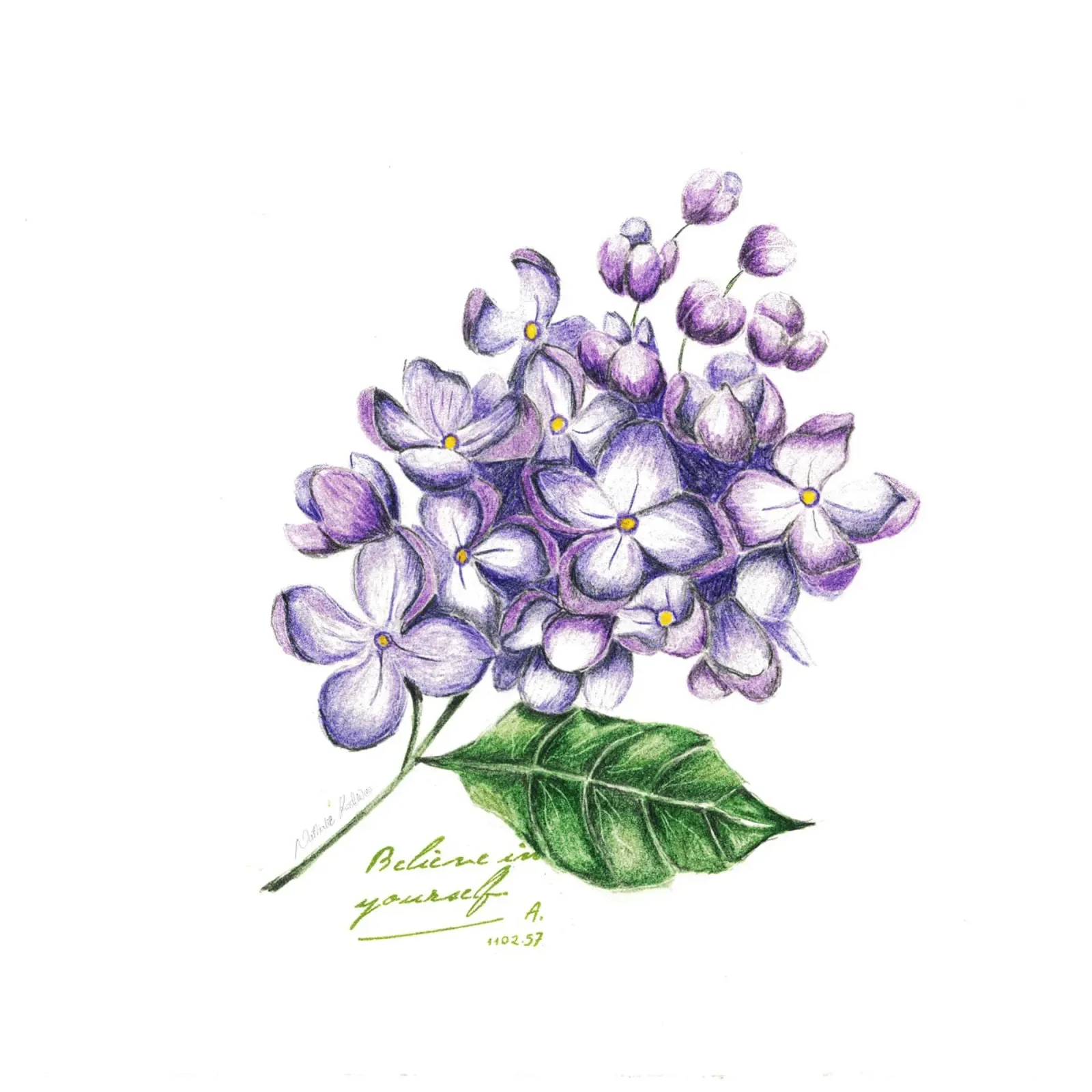 lilac hahnemühle by Nathys_illustration