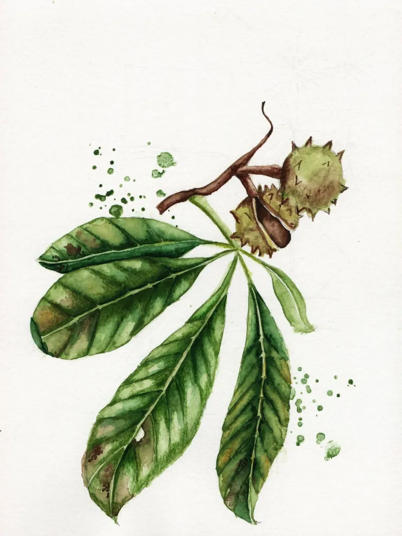 chesnut autumn carta hahnemühle da Nathys_illustration