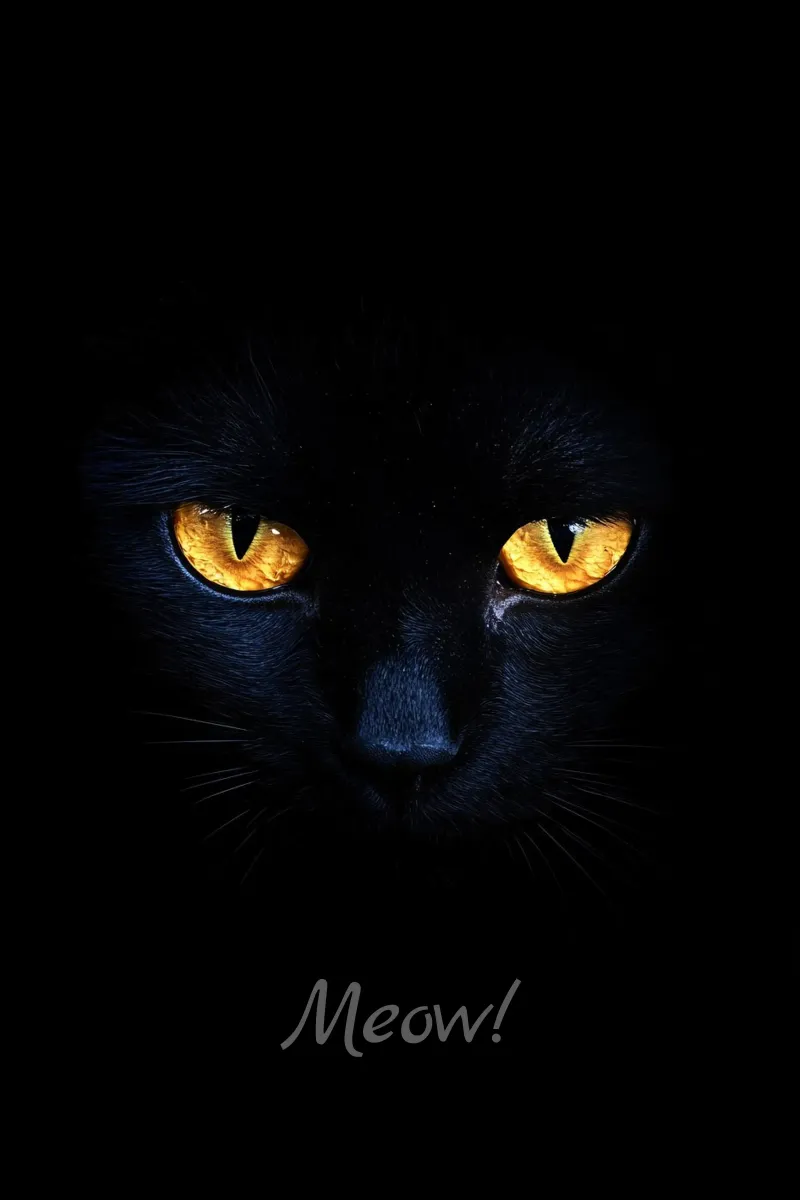 Miau! pellicola backlit da M-Ulrich-Digital Art