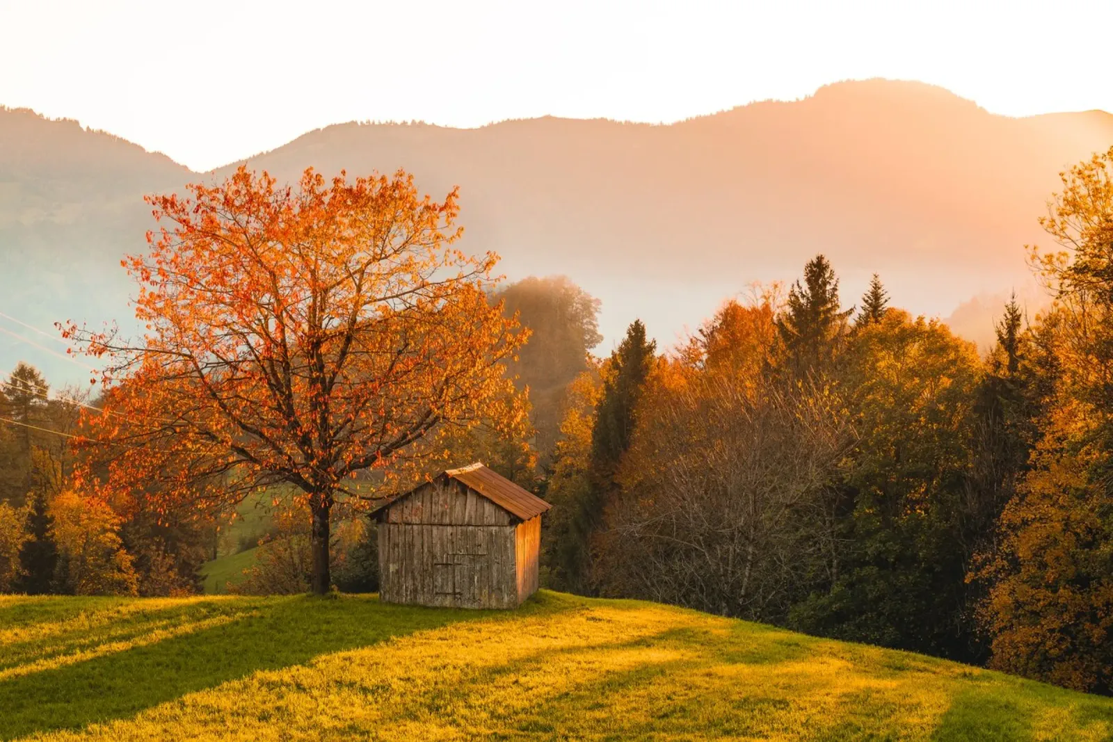 Herbstbaum in der Schweiz Hahnemühle von Marcel Bisig
