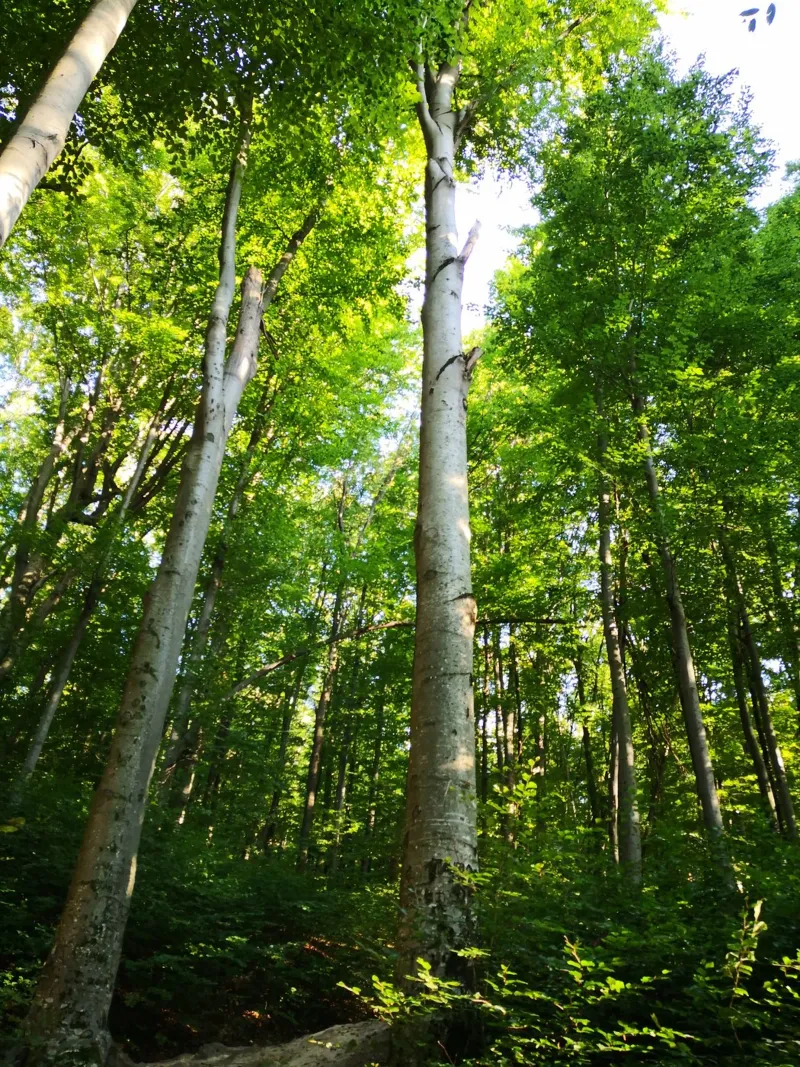Moldovan forest carta hahnemühle da gtobonart