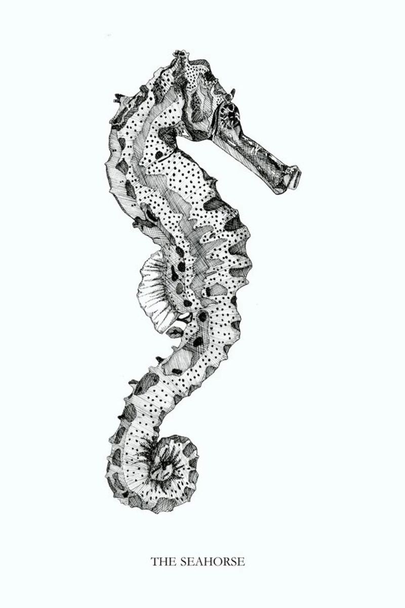 The Seahorse poster by Mathilde Olsen