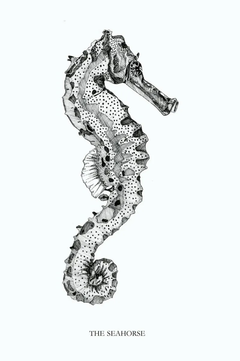 The Seahorse poster by Mathilde Olsen