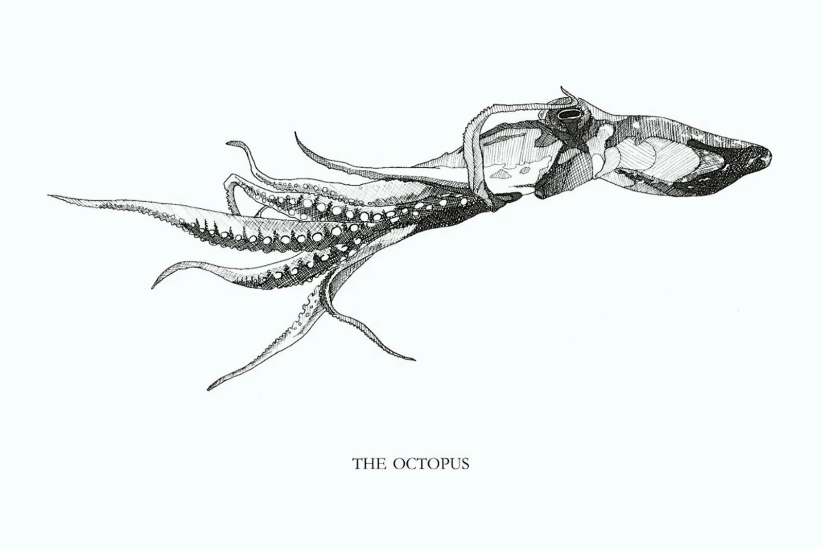 The Octopus poster de Mathilde Olsen