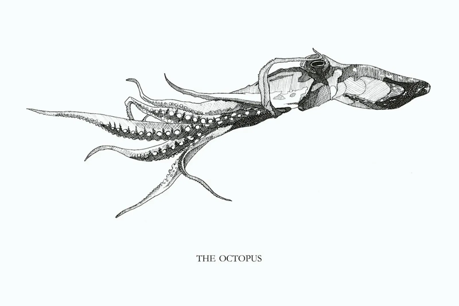 The Octopus poster con telaio in plastica da Mathilde Olsen
