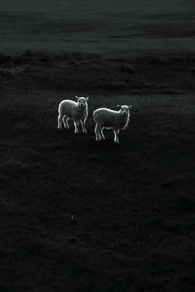 Two Little Lambs pellicola backlit da Fjöllart