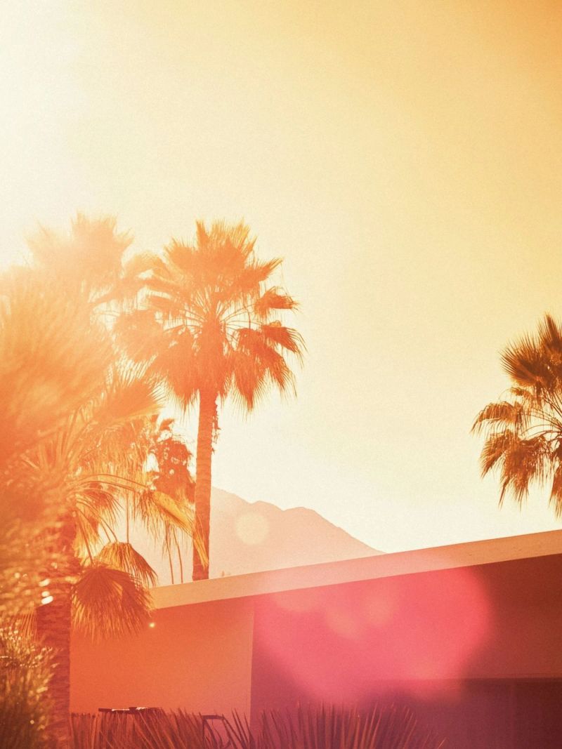Palm Spring pellicola backlit da Minimalistic