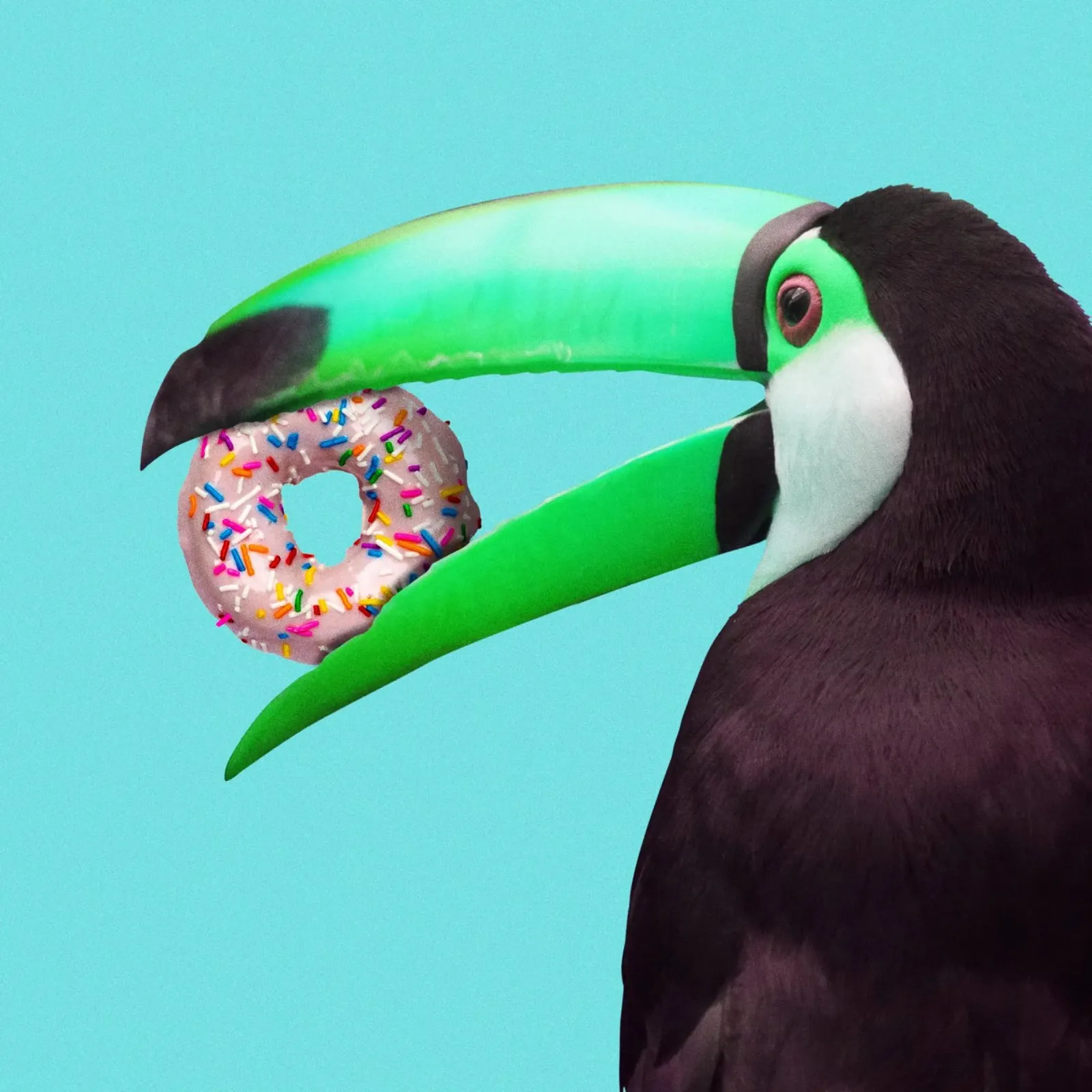 Donut toucan plexiglass da Dikhotomy