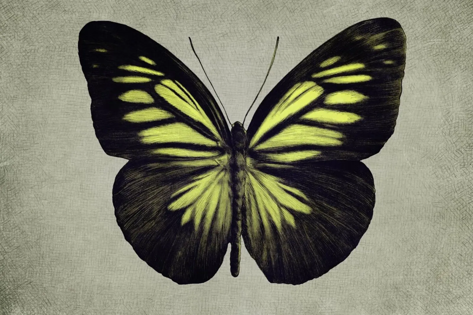 Papillon (yellow) hahnemühle by Eric Fan