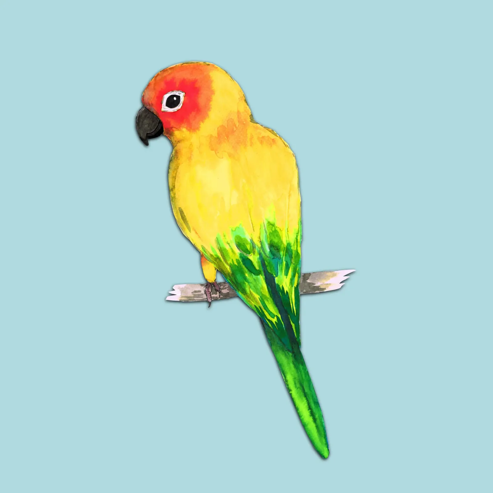 Sun conure pellicola backlit da BwiseLizzy