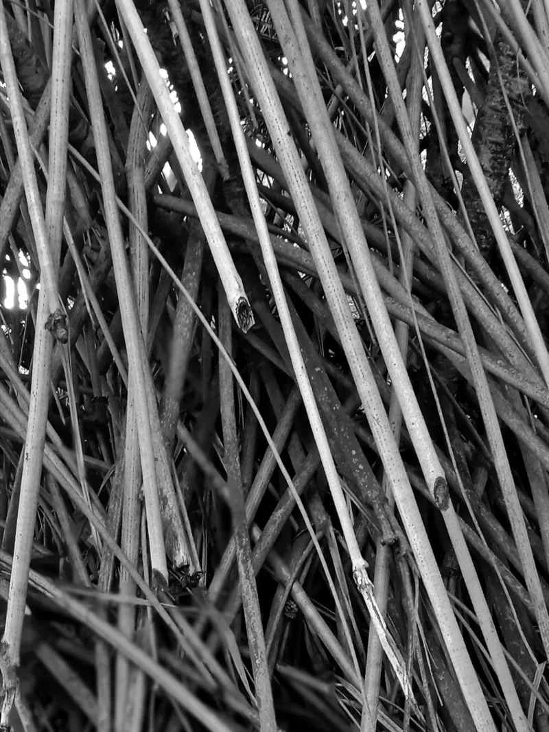 Tectorius plant shoots hahnemühle by Skyeaglephotography