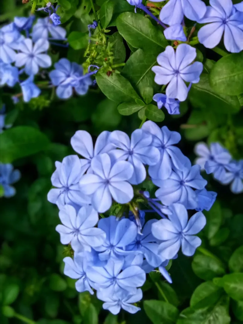 Blue plumbago flowers hahnemühle by Skyeaglephotography