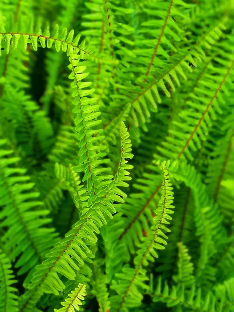 Green ferns hahnemühle by Skyeaglephotography