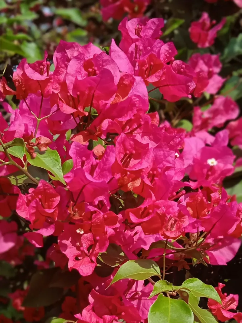 Pink bougainvillea flowers hahnemühle by Skyeaglephotography