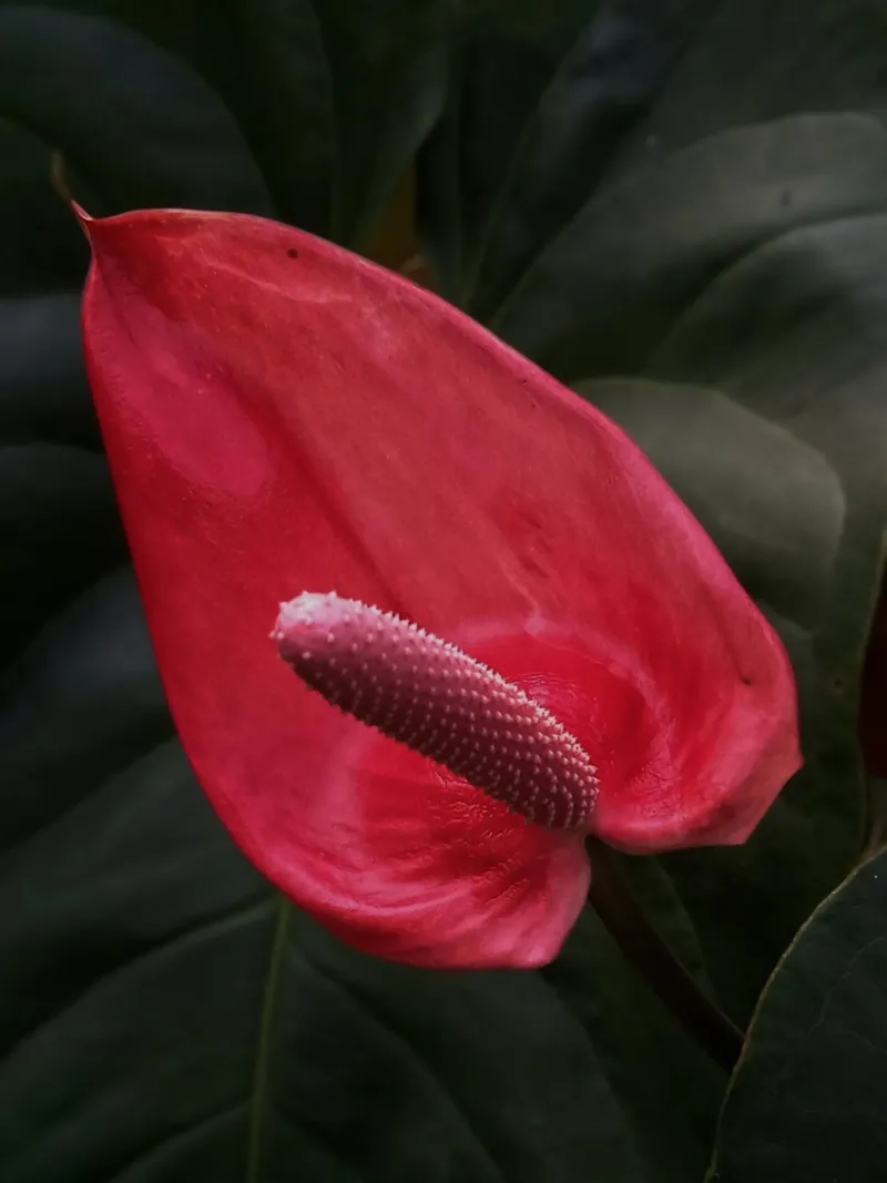 Pink anthurium flower Hahnemühle von Skyeaglephotography