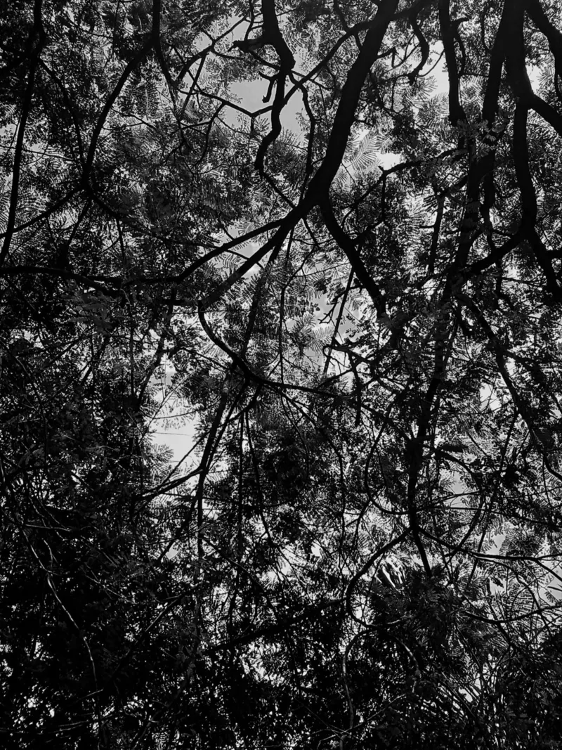 Tree branches silhouette pannello forex da Skyeaglephotography