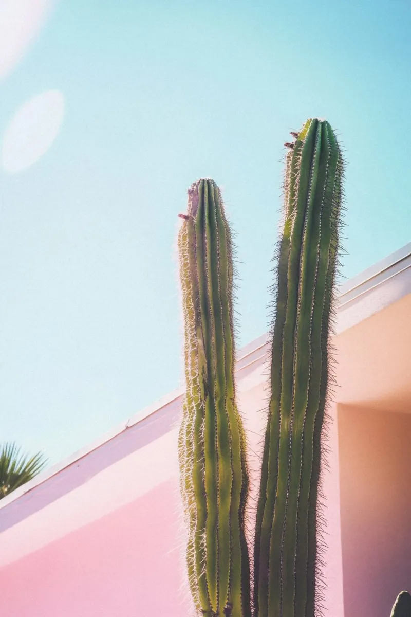 8 pellicola backlit da Pink California | Affiches & Posters