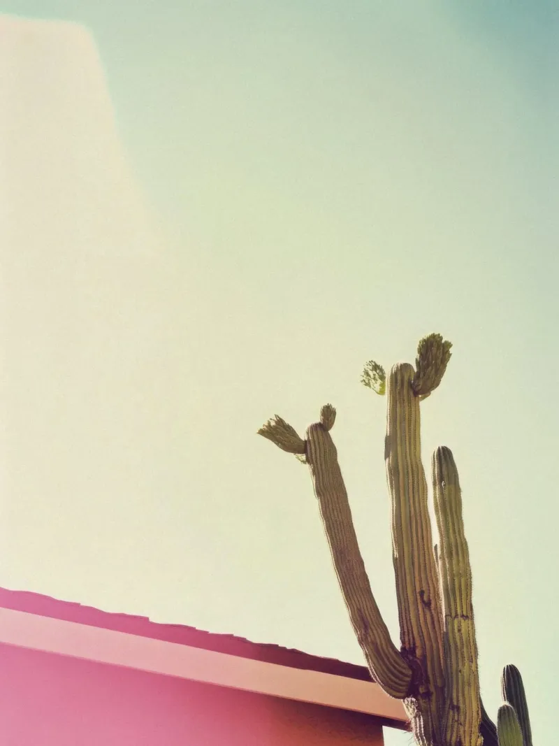 12 pellicola backlit da Pink California | Affiches & Posters