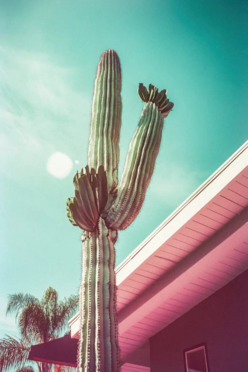 19 pellicola backlit da Pink California | Affiches & Posters