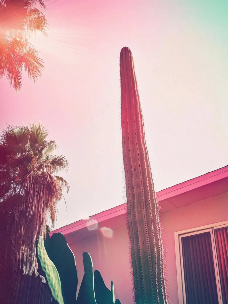 24 pellicola backlit da Pink California | Affiches & Posters