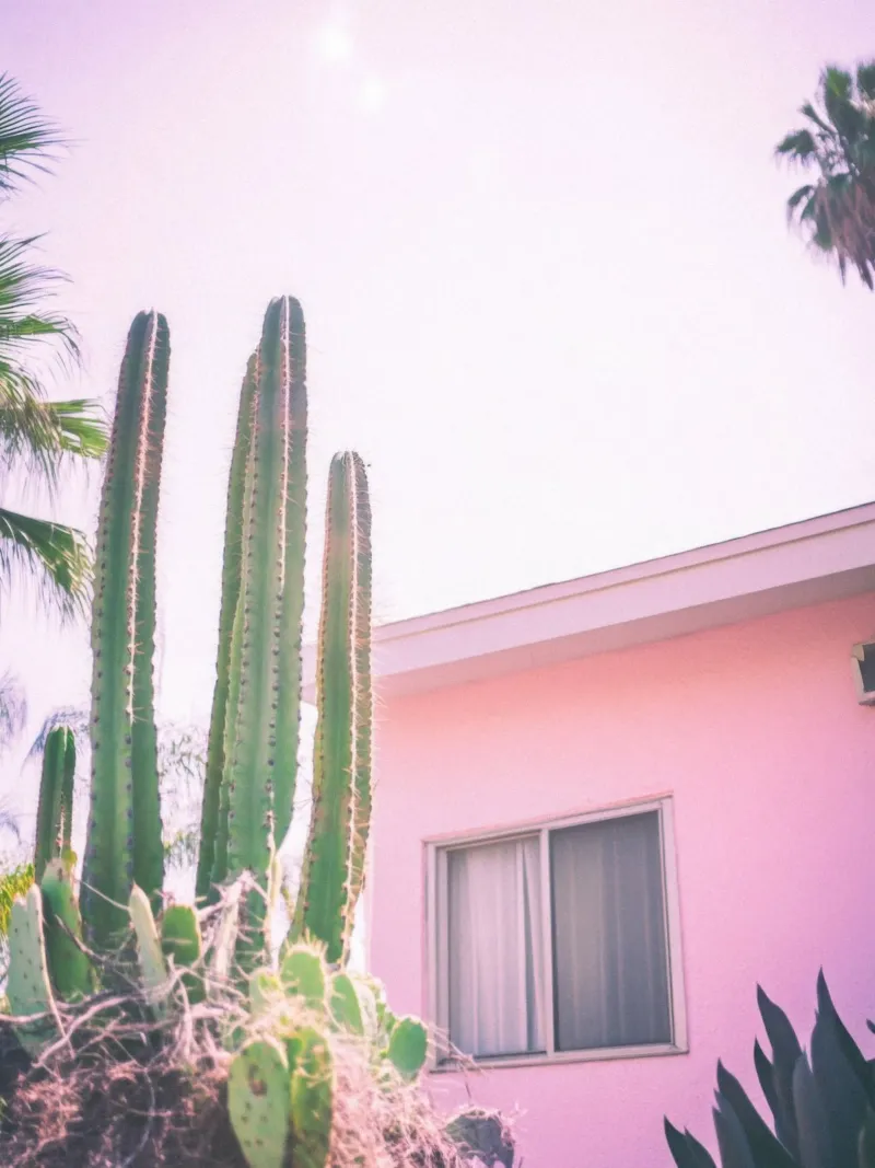 25 pellicola backlit da Pink California | Affiches & Posters