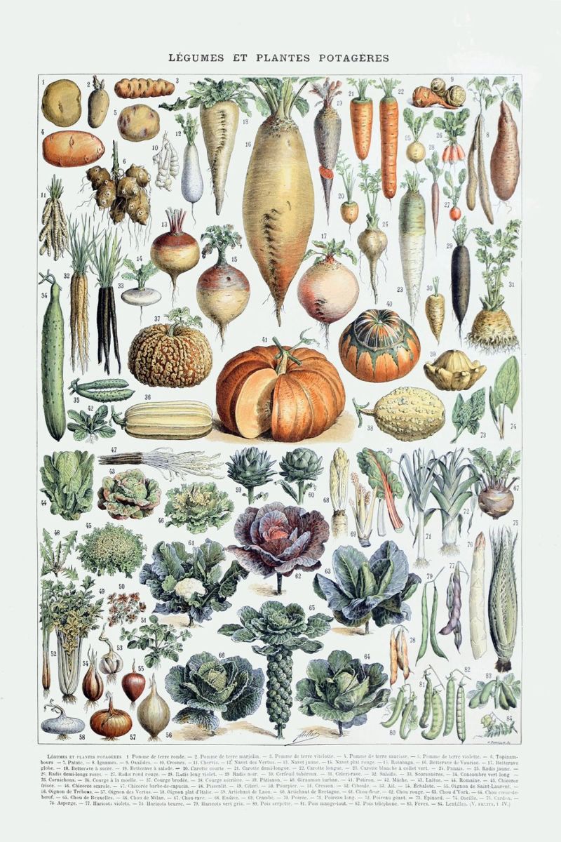 Kitchen art vegetables food print French vintage botanical poster by Studio Vintage